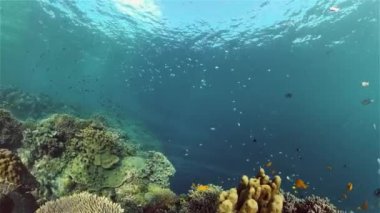 Mercan resifi ve tropikal balıklar su altında. Filipinler.