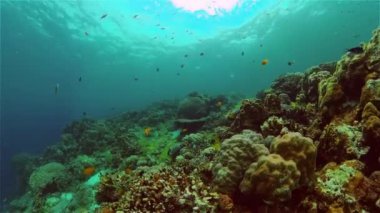 Mercan resifi ve tropikal balıklar su altında. Filipinler.
