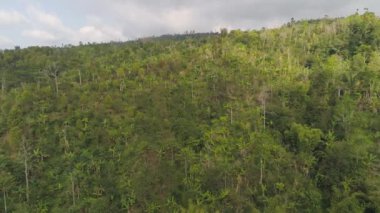 Tropikal manzara yağmur ormanları ve dağlar
