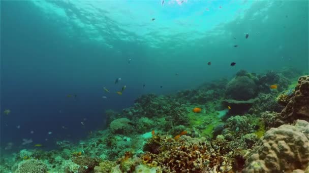 El mundo submarino de un arrecife de coral. Filipinas. — Vídeo de stock