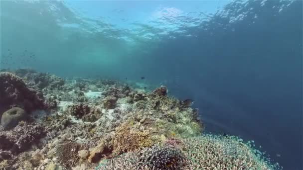 Il mondo sottomarino di una barriera corallina. Filippine. — Video Stock