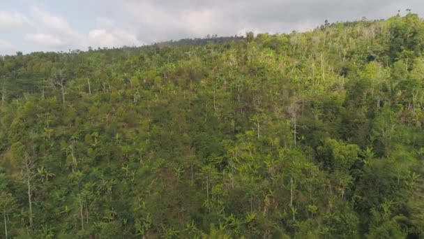 Paysage tropical forêt tropicale et montagnes — Video