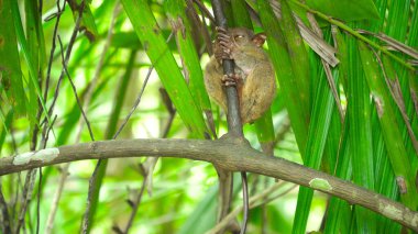 Yağmurlu ormanda daha Tarsier. Bohol, Filipinler.