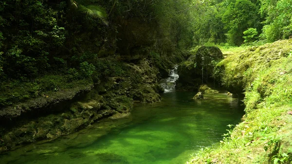 River in the jungle. Bohol, Philippines. — Stock Photo, Image