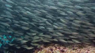 Denizde sardalya sürüsü. Bohol, Filipinler.