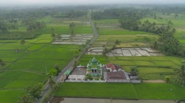 Cava Endonezya 'daki pirinç tarlaları arasında cami