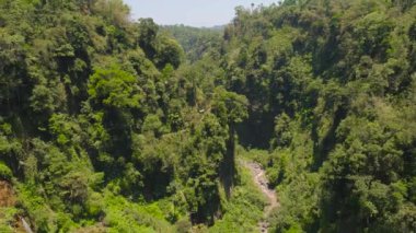 Tropikal manzara yağmur ormanları ve şelale