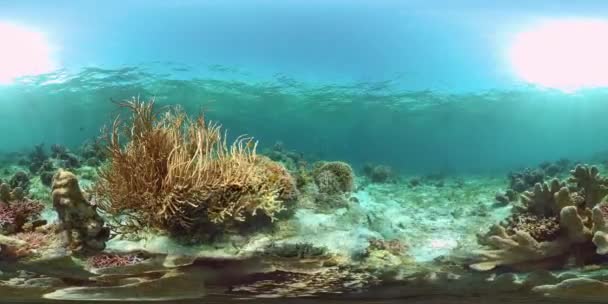 Egy korallzátony víz alatti világa. Fülöp-szigetek. Virtuális valóság 360
