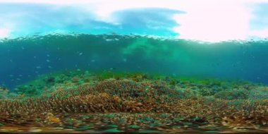 Mercan resiflerinin sualtı dünyası. Filipinler. Sanal Gerçeklik 360