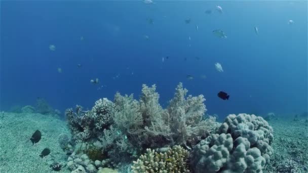 Arrecife de coral y peces tropicales bajo el agua. Filipinas. — Vídeos de Stock