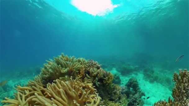 Arrecife de coral y peces tropicales bajo el agua. Filipinas. — Vídeo de stock
