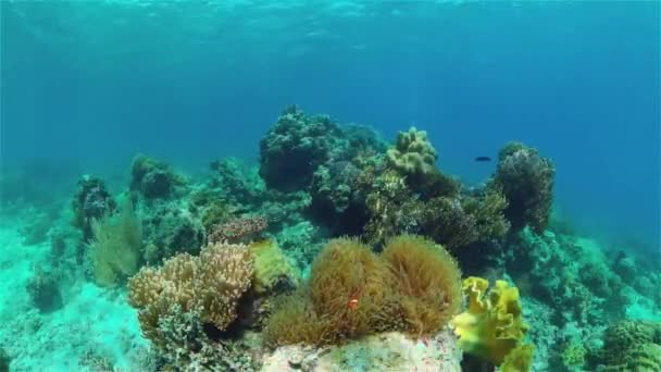 Coral reef and tropical fish underwater. Philippines. — Stock Video