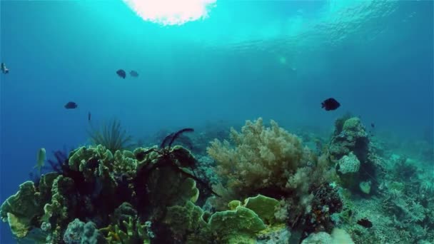 El mundo submarino de un arrecife de coral. Filipinas. — Vídeo de stock