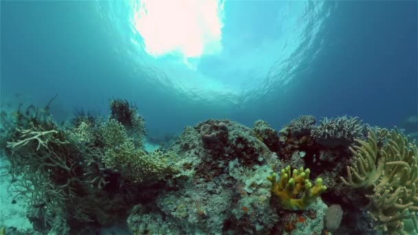 Coral reef and tropical fish. Philippines. — Stock Video