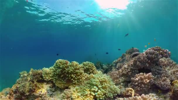 Koraalrif met vis onder water. Filippijnen. — Stockvideo