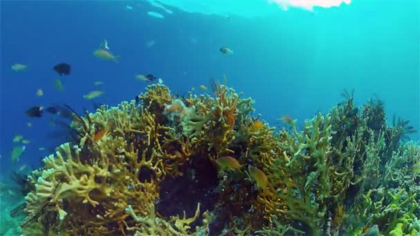 Koraalrif en tropische vissen onder water. Filippijnen. — Stockvideo