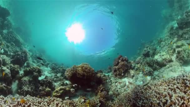 O mundo subaquático de um recife de coral. Filipinas. — Vídeo de Stock