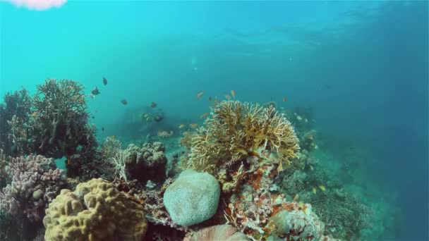 Récif corallien et poissons tropicaux sous-marins. Philippines. — Video