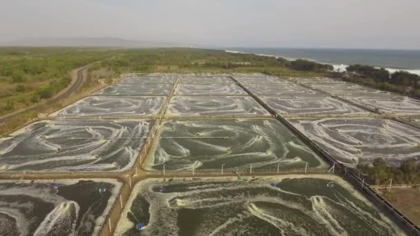 Shrimp farming in indonesia — Stock Video