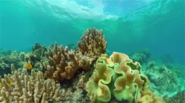 Mercan resifi ve tropikal balıklar su altında. Filipinler.