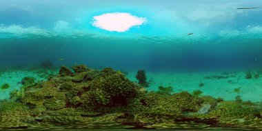 Mercan kayalıkları ve tropikal balıklar. Filipinler. 360 Derece Görünüm.