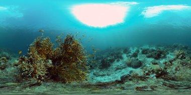 Mercan kayalıkları ve tropikal balıklar. Filipinler. Sanal Gerçeklik 360