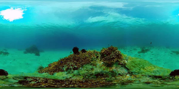 Koraalrif en tropische vissen onder water. Filippijnen. 360 graden uitzicht. — Stockfoto