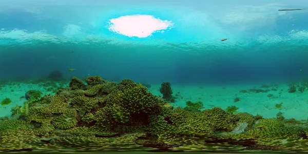 Recifes de coral e peixes tropicais. Filipinas. Vista de 360 graus. — Fotografia de Stock