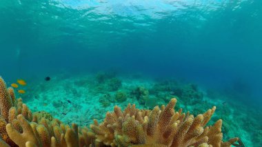 Mercan kayalıkları ve tropikal balıklar. Filipinler.