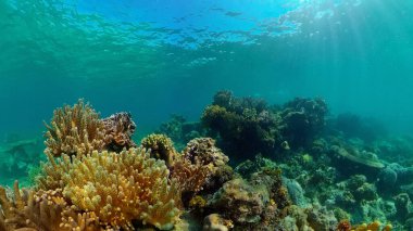 Mercan resiflerinin sualtı dünyası. Filipinler.