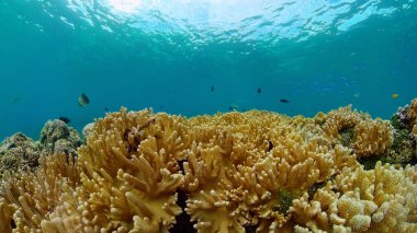 Suyun altında balıklı mercan kayalıkları. Filipinler.