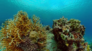 Mercan resifi ve tropikal balıklar su altında. Filipinler.