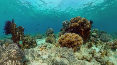 Suyun altında balıklı mercan kayalıkları. Filipinler.