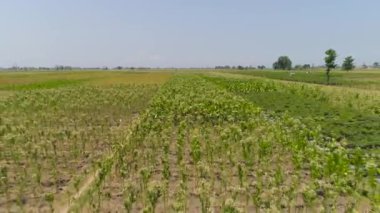 Endonezya 'da tütün tarlası