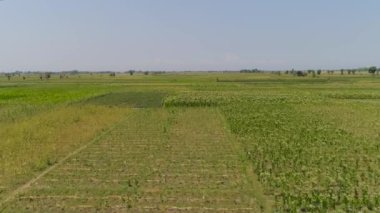 Endonezya 'da tütün tarlası