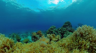 Mercan resiflerinin sualtı dünyası. Filipinler.