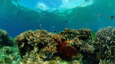 Mercan resiflerinin sualtı dünyası. Filipinler.