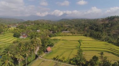 Endonezya 'da tarım arazisi olan pirinç tarlaları