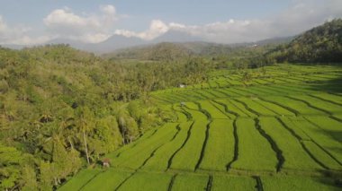 Endonezya 'da tarım arazisi olan pirinç tarlaları