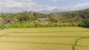 Endonezya 'da tarım arazisi olan pirinç tarlaları