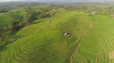 Endonezya 'da tarım arazisi olan pirinç tarlaları