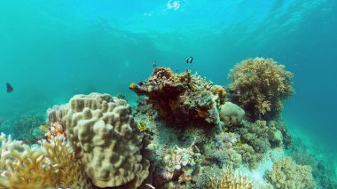 Mercan kayalıkları ve tropikal balıklar. Filipinler.