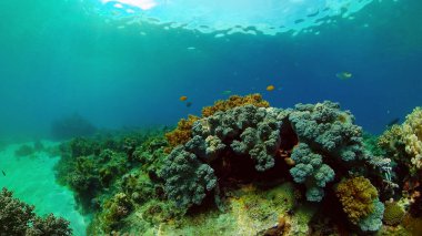 Mercan kayalıkları ve tropikal balıklar. Filipinler.
