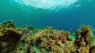 Mercan kayalıkları ve tropikal balıklar. Filipinler.