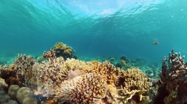 Mercan kayalıkları ve tropikal balıklar. Filipinler.