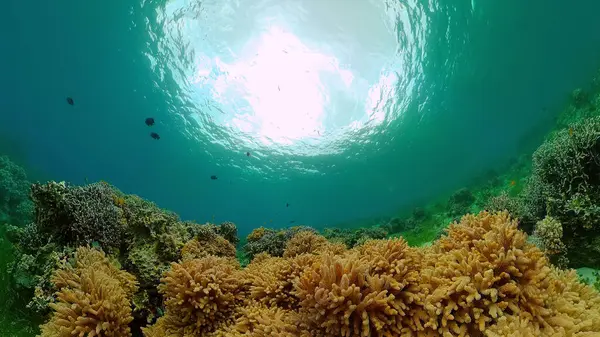 Barriera corallina e pesce tropicale. Filippine. — Foto Stock