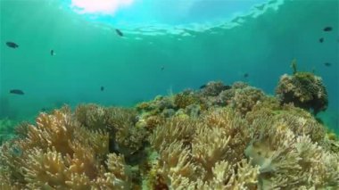 Mercan kayalıkları ve tropikal balıklar. Filipinler.