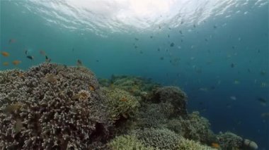 Mercan kayalıkları ve tropikal balıklar. Filipinler.