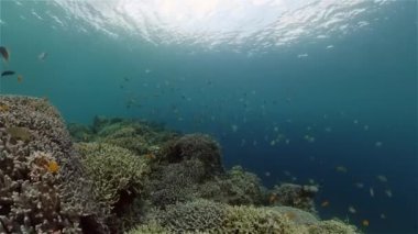 Mercan resiflerinin sualtı dünyası. Filipinler.