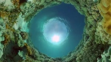 Mercan kayalıkları ve tropikal balıklar. Filipinler.